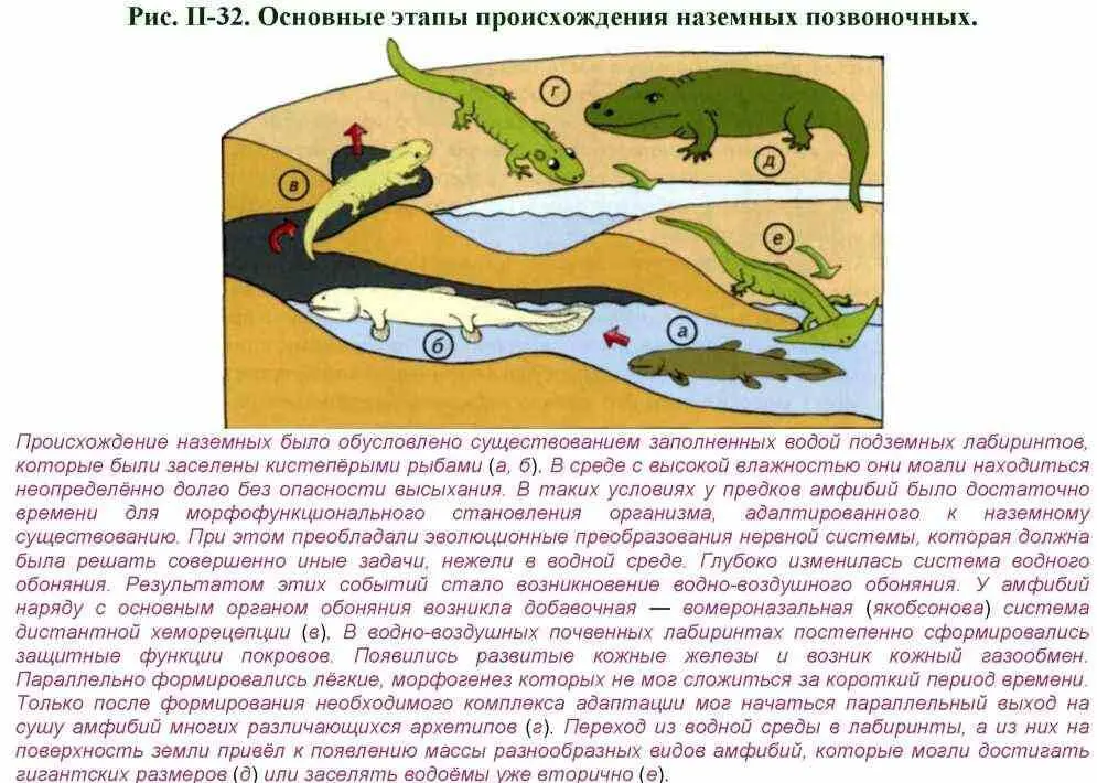 Палеоботаническая летопись подтверждает что в период появления первых - фото 58