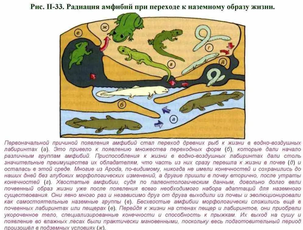 В темноте лабиринтов зрение не играет особой роли а обоняние становится - фото 59