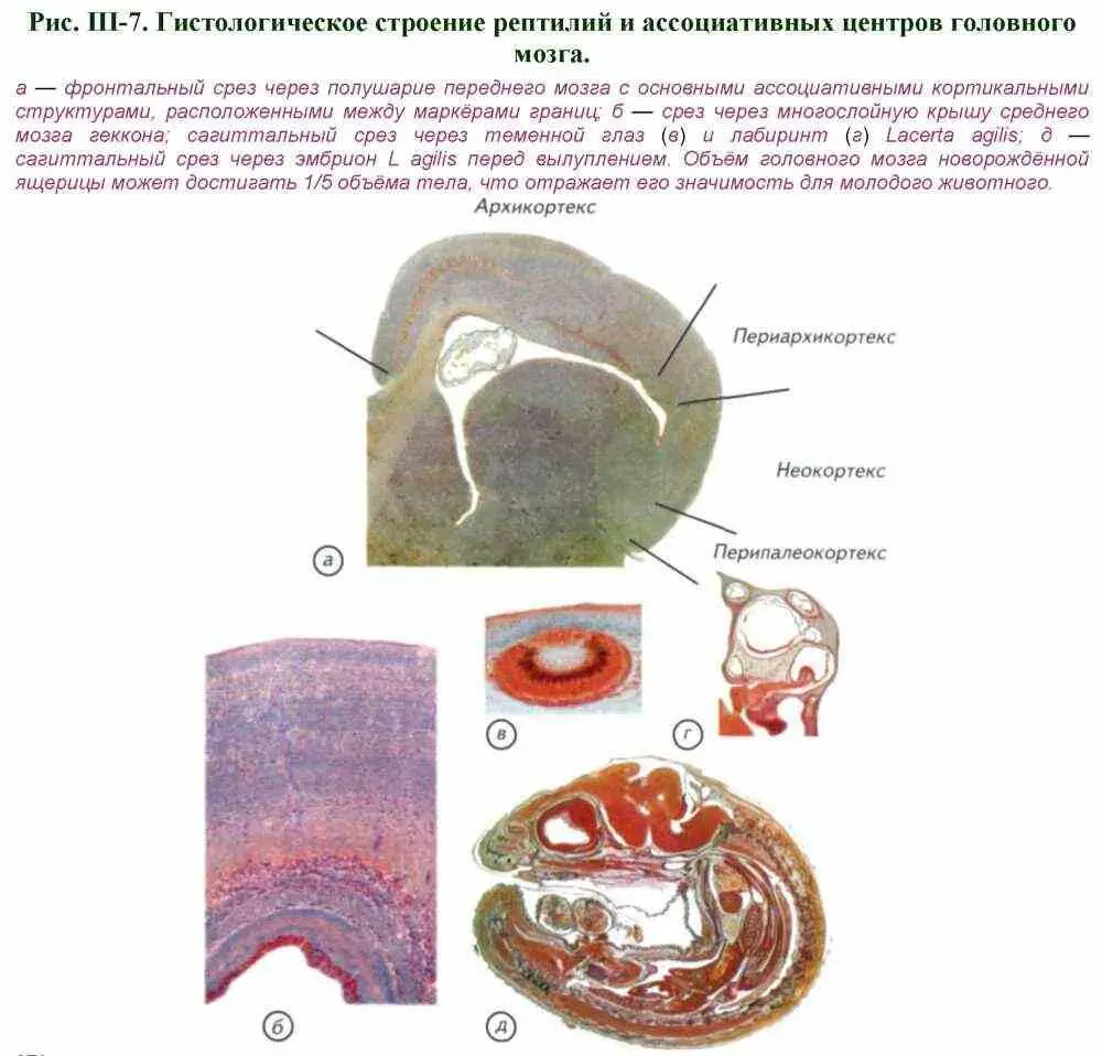 Поведение рептилий построено на врождённых реакциях которые заметно - фото 67