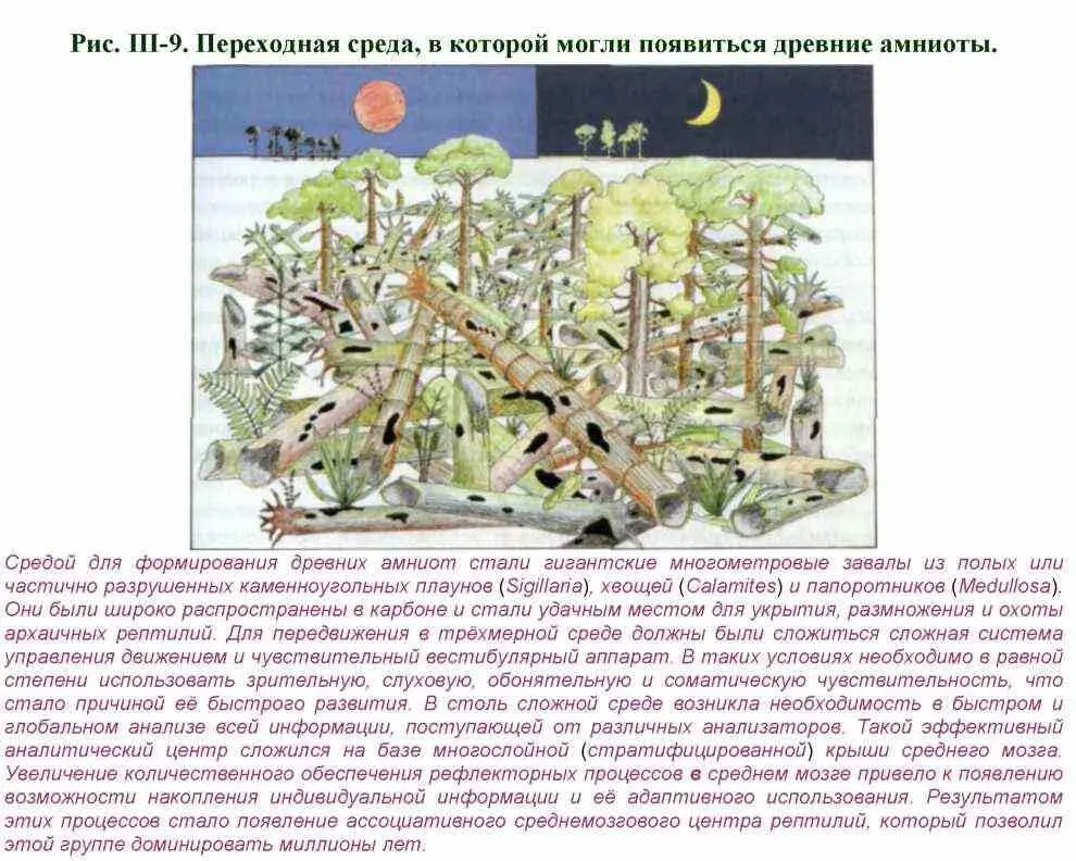 В переднем мозге возникла парадоксальная ситуация Сложилось два аналитических - фото 69