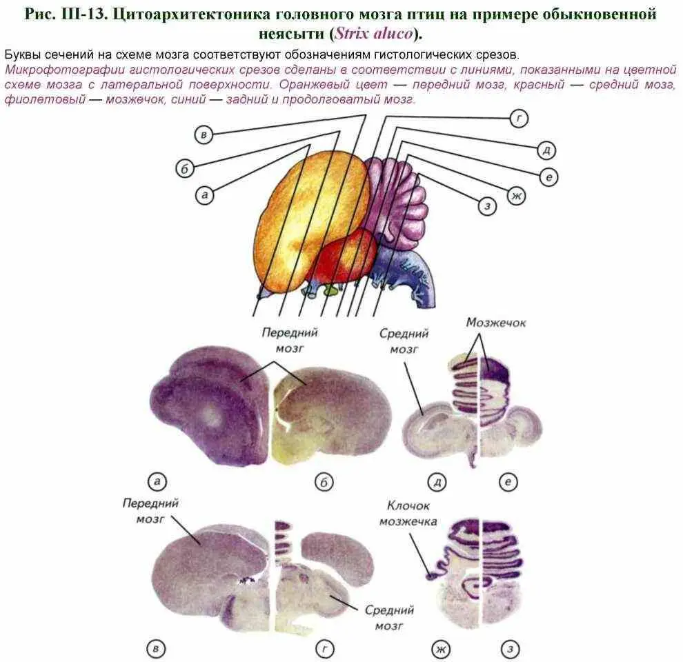 Они по большей части мигрируют из латеральной paleopallium и новой коры - фото 73