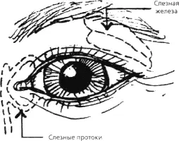 Слезная железа это своеобразный кран а слезный проток это сливная труба - фото 6