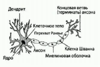 Типичная структура нейрона Кроме обычных химических синапсов в которых - фото 20