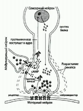 За эту картинку Эрику Канделю дали Нобелевскую премию Здесь показано как в - фото 23