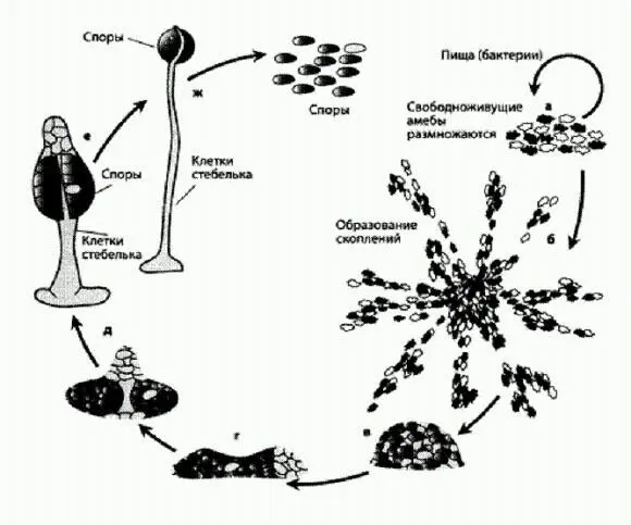 Жизненный цикл и социальный паразитизм у Dictyostelium Темным и светлым - фото 44