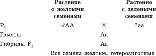 1 На основании полученных результатов и их анализа Мендель сформулировал свой - фото 23