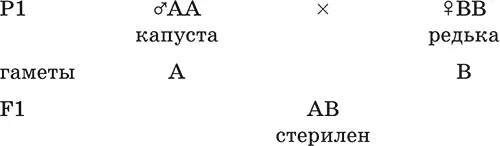 2 После действия колхицином и искусственного удвоения хромосом 382 - фото 30