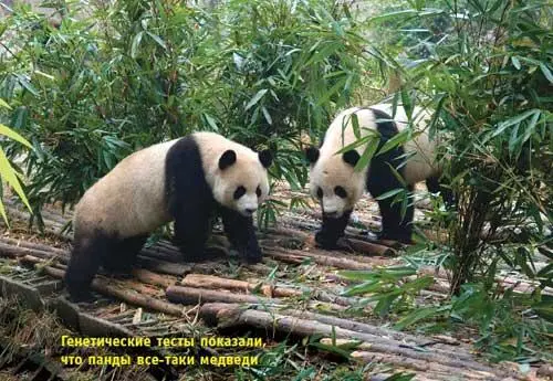 Детеныш панды рождается абсолютно слепой и голый весом около ста граммов И - фото 92