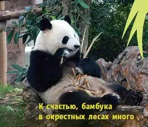 В этом центре разводят не только панд но и туристов за деньги можно - фото 93