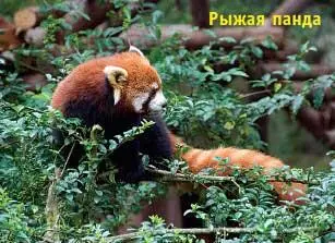 С пандами стоит провести часа дватри В Чэнду есть несколько любопытных - фото 94