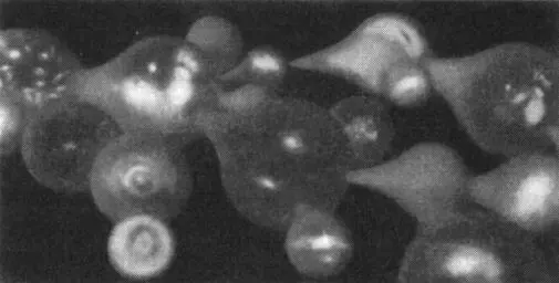 Рис 111 а Предсказание инфляционной космологией температурных вариаций - фото 96