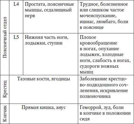 Латинскому обозначению букв соответствует С шейный отдел D грудной отдел - фото 9