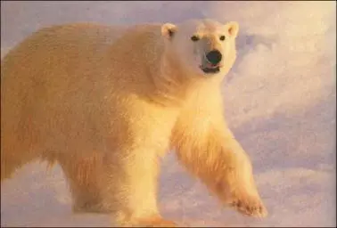 Вокруг света по меридиану - фото 66