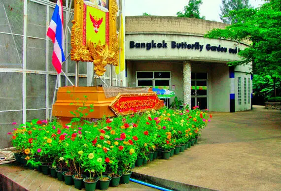 Инсектариум в парке Чатучак Тропическая бабочка АдресChatuchak - фото 142