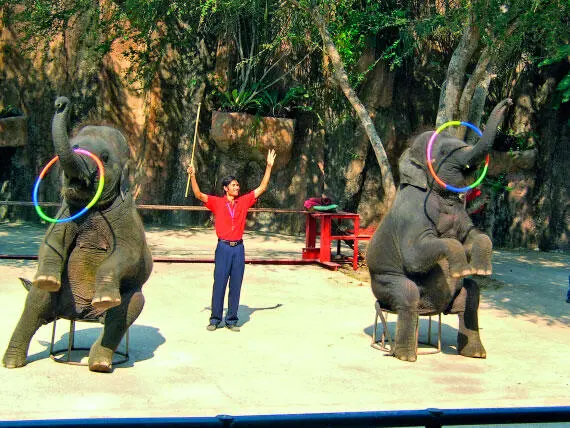 Шоу слонов в Sriracha Tiger Zoo В 2004 году тут на славу поработал птичий - фото 215