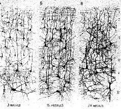 Рис II1 Схемы срезов коры головного мозга импрегнированные по Гольджи - фото 18