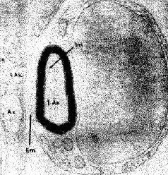 Рис II9 Фотография поперечного среза аксона периферического нерва Ах - фото 27