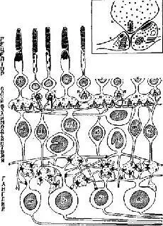 Рис Ш4 Схема строения сетчатки приматов показывающая синапсы между - фото 37
