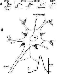 Рис 14 Схема нейрона б с возбудительными Б и тормозными Т синапсами и - фото 4