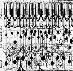 Рис IVЗ Схема сетчатки приматов показывающая типы нейронов и их - фото 50