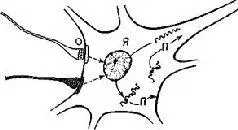 Рис IV8 Модель внутриклеточного контроля нейронных ритмов Я ядро П - фото 55