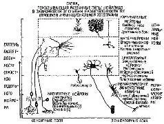 Рис 19 Основные типы нейронов в центральной нервной системе млекопитающих в - фото 9