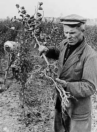 Колхозный садовник Михаил Иванович Князев на колхозном питомнике 1947 г Фото - фото 20