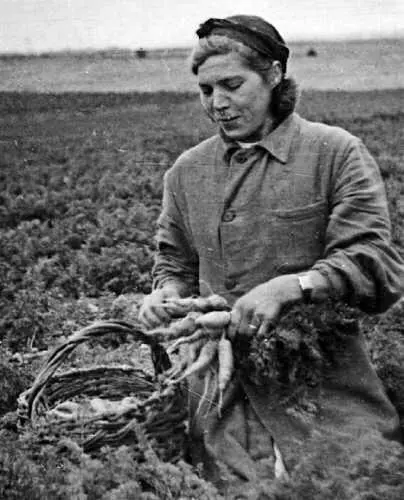 1938 г Звеньевая МП Князева на уборке моркови Весна 1939 г 1й ряд - фото 221