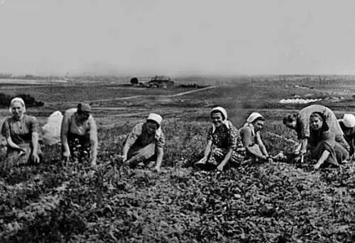 1944 г Прополка рассады на капустном поле За халатное отношение к учету - фото 241