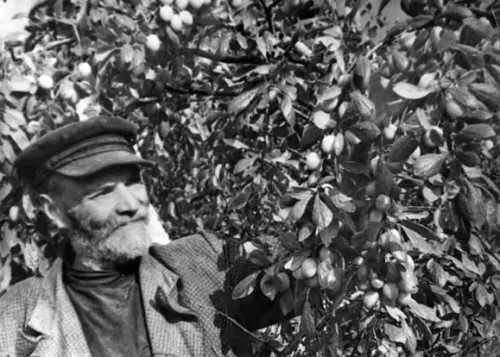 ИП Комракова назначили бригадиром в 1943 г он несколько лет руководил - фото 249