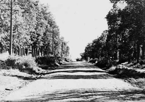 1961 г Липовая аллея в селе Зюзине Фото из коллекции автора Старая - фото 296