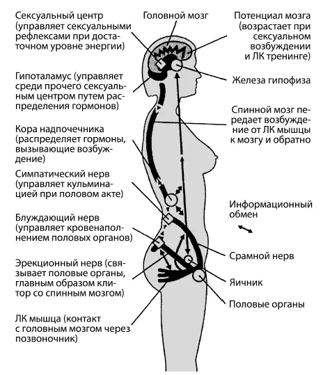 Рисунок 1 Информационный обмен между лоннокопчиковой мышцей и головным мозгом - фото 1