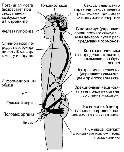Рисунок 2 Информационный обмен между лоннокопчиковой мышцей и головным мозгом - фото 2