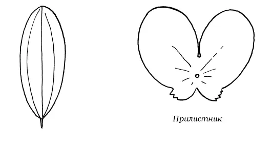 Дисентра разбитое сердце Это очень красивый декоративный цветок Плоский - фото 108