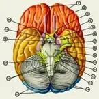 Рис 3 Основание головного мозга 1 лобные доли 2 обонятельный тракт 3 - фото 31
