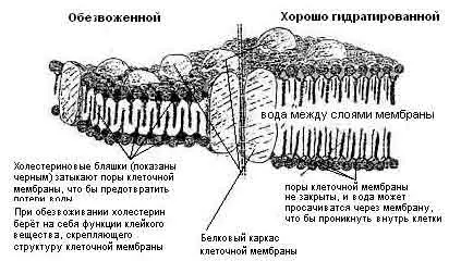 Рис 17 Модели сегментов насыщенной водой и обезвоженной двухслойной клеточной - фото 23