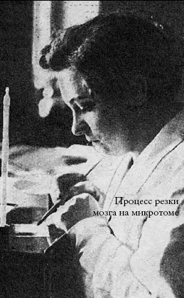 Процесс резки мозга на микротоме Директор института проф О Фохт и его - фото 4