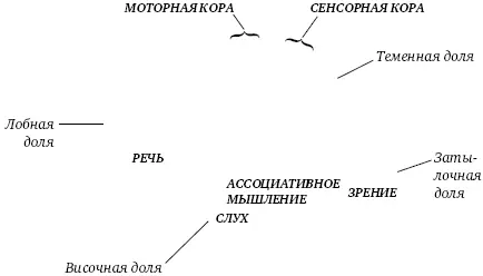 Рис 4Функции долей коры полушарий мозга Лобные доли дирижер нашего - фото 4