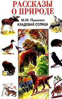 Михаил Пришвин - Кладовая солнца. Рассказы о природе