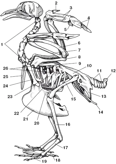 Рис 1 Скелет голубя 1 шейные позвонки 2 первый палец на крыле 3 - фото 2