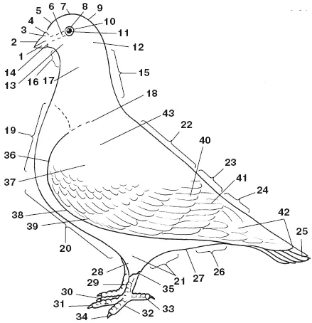 Рис 5 Общее строение голубя и его оперение 1 подклювье 2 надклювье 3 - фото 7