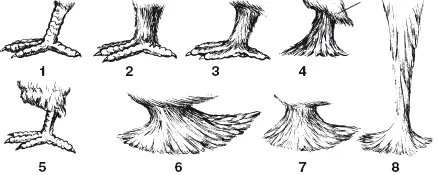 Рис 9 Перьевые украшения на ногах 1 неоперенная нога 2 плюсна - фото 12