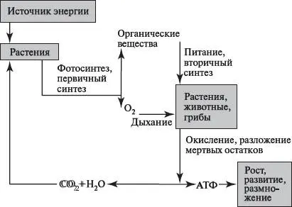 Рис 50Поток вещества и энергии в биосфере Самыми важными группами организмов - фото 55