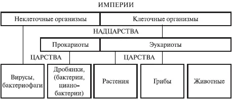 По наличию оформленного ядра все клеточные организмыделятся на две группы - фото 62