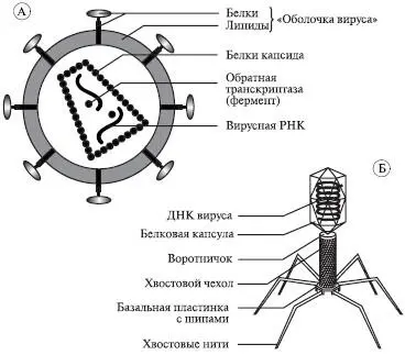 Рис 58Вирус ВИЧ А и бактериофаг Б Вирусы могут существовать в виде - фото 66