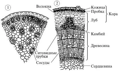 Рис 63Внутреннее строение стебля Поперечный разрез 1 стебля кукурузы - фото 71