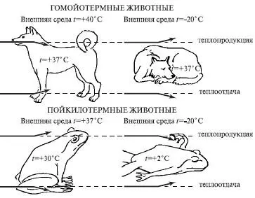 Рис 93Зависимость температуры тела различных животных от температуры воздуха - фото 105
