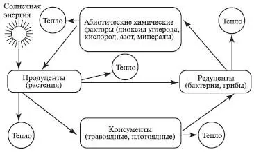 Рис 98Общая схема пищевой цепи В каждом звене большая часть энергии - фото 110