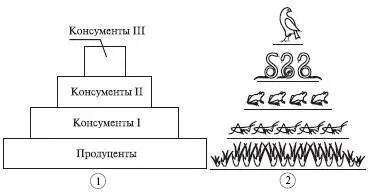 Рис 99Упрощенная схема экологической пирамиды биомассы 1 и пирамиды чисел - фото 111