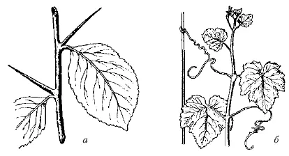 Гомологичные органы видоизмененные побеги а колючка боярышника б усик - фото 20